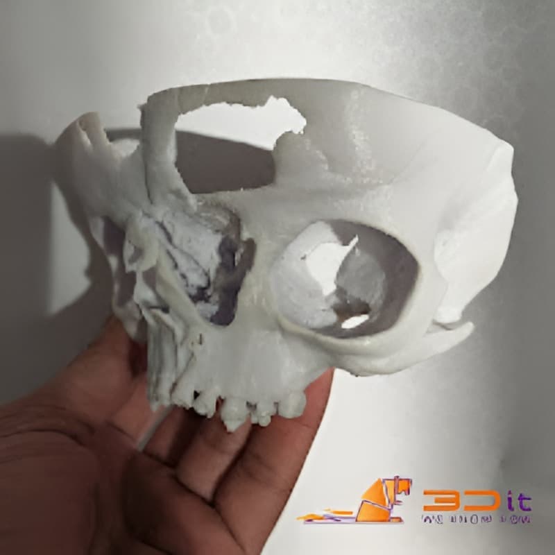 Medical and Anatomical Models banner